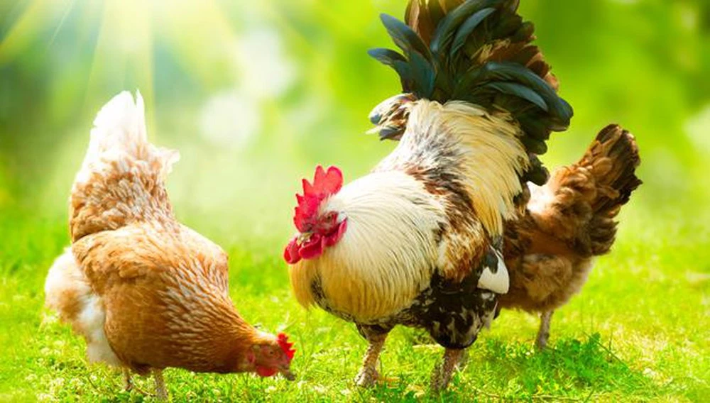 Bằng cách nào để phân biệt gà trống, gà mái con?