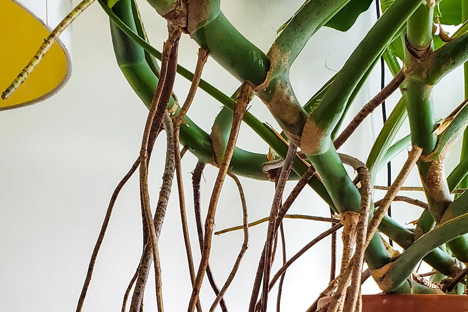 Vì sao một số cây nhiệt đới có rễ khí sinh?